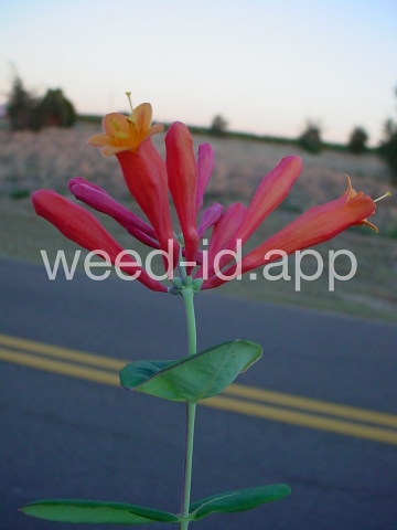 honeysuckle, trumpet